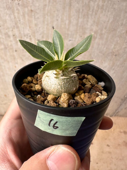 【現品限り】パキポディウム・エニグマチカム【B16】 Pachypodium enigmaticum
