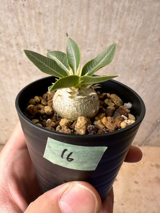 【現品限り】パキポディウム・エニグマチカム【B16】 Pachypodium enigmaticum