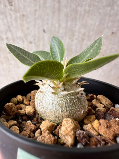 【現品限り】パキポディウム・エニグマチカム【B16】 Pachypodium enigmaticum