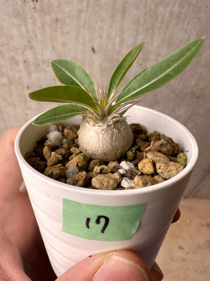 【現品限り】パキポディウム・エニグマチカム【B17】 Pachypodium enigmaticum