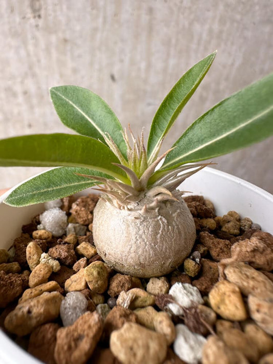 【現品限り】パキポディウム・エニグマチカム【B17】 Pachypodium enigmaticum