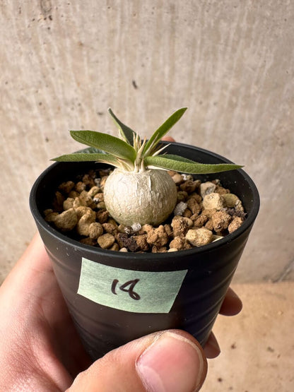 【現品限り】パキポディウム・エニグマチカム【B18】 Pachypodium enigmaticum