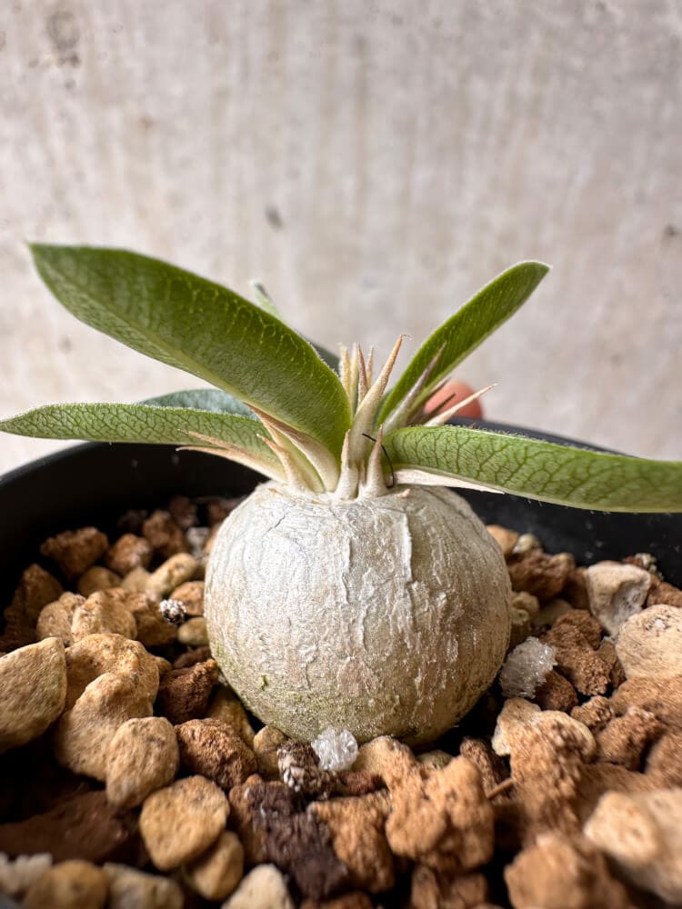 【現品限り】パキポディウム・エニグマチカム【B18】 Pachypodium enigmaticum