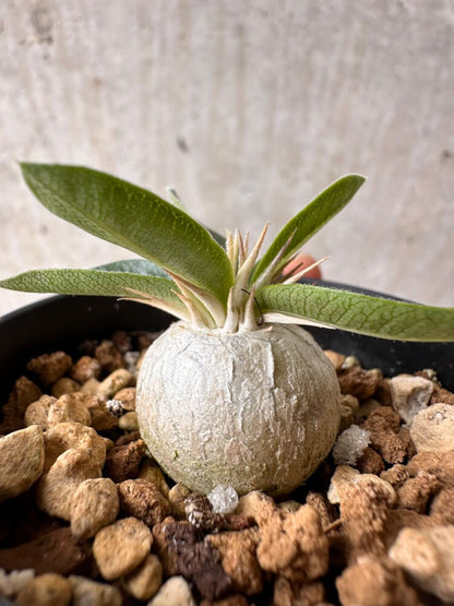 【現品限り】パキポディウム・エニグマチカム【B18】 Pachypodium enigmaticum