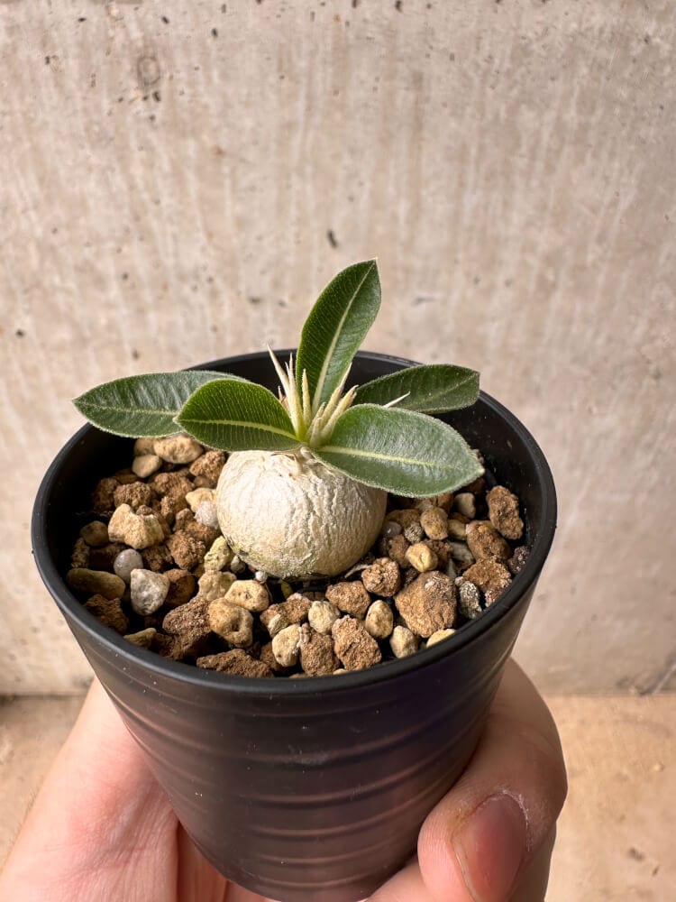 【現品限り】パキポディウム・エニグマチカム【B18】 Pachypodium enigmaticum