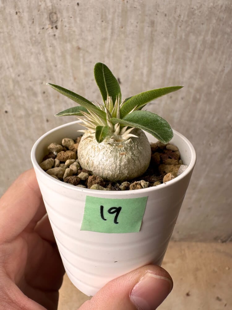 【現品限り】パキポディウム・エニグマチカム【B19】 Pachypodium enigmaticum