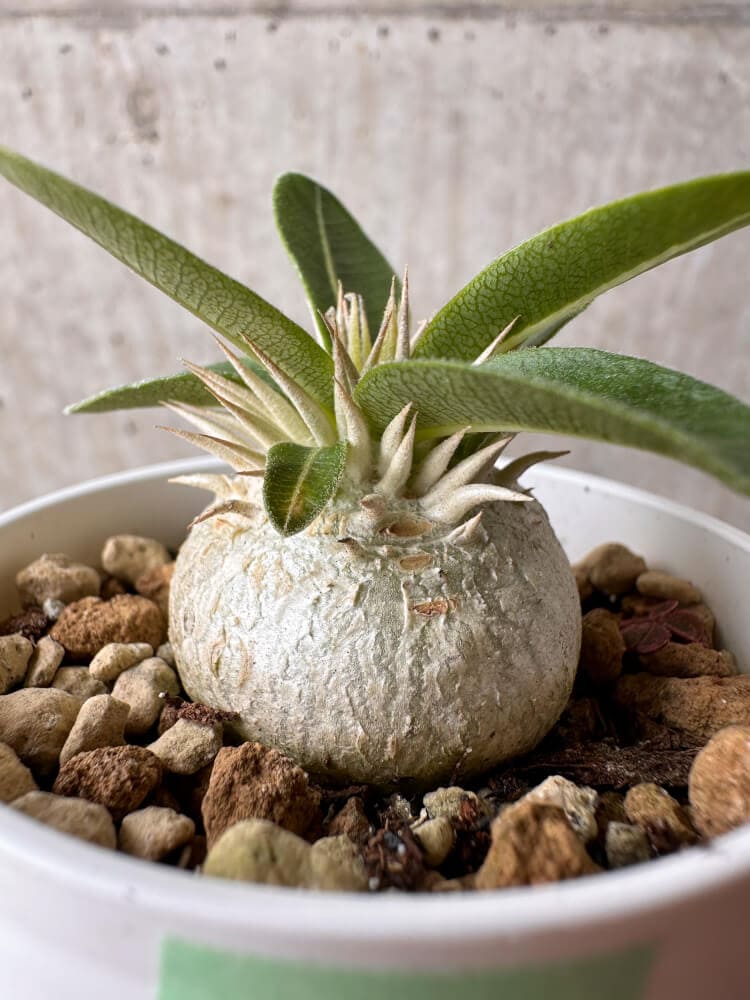 【現品限り】パキポディウム・エニグマチカム【B19】 Pachypodium enigmaticum