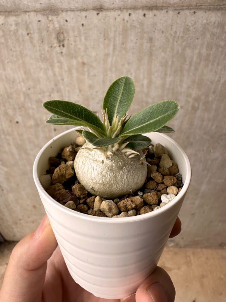 【現品限り】パキポディウム・エニグマチカム【B19】 Pachypodium enigmaticum