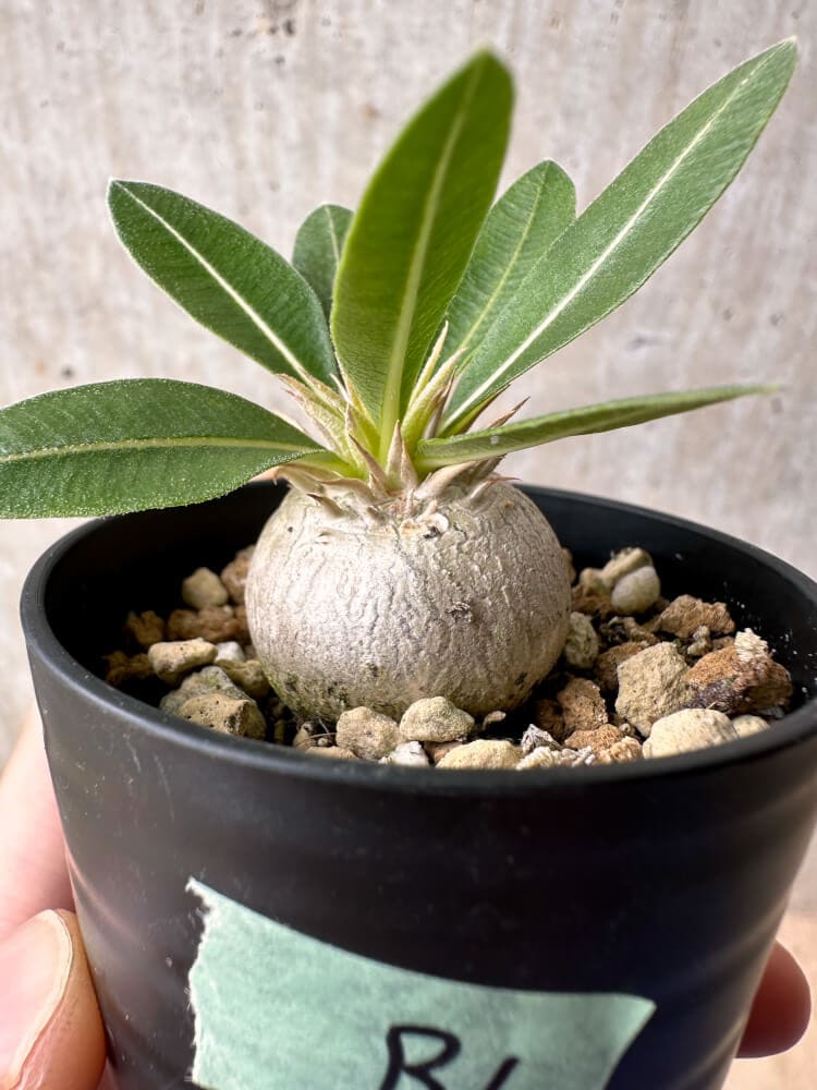 現品限り】パキポディウム・エニグマチカム【B1】 Pachypodium