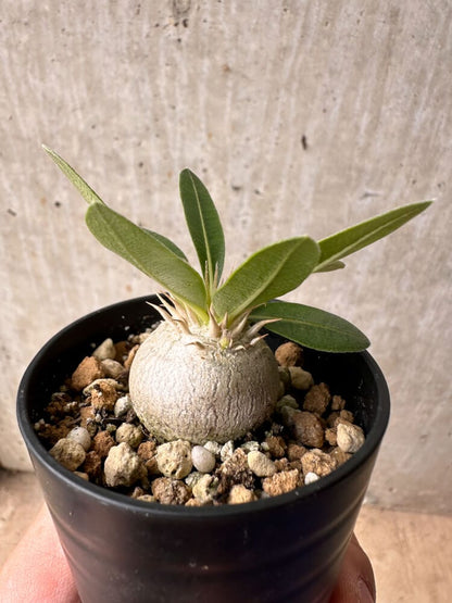 【現品限り】パキポディウム・エニグマチカム【B1】 Pachypodium enigmaticum