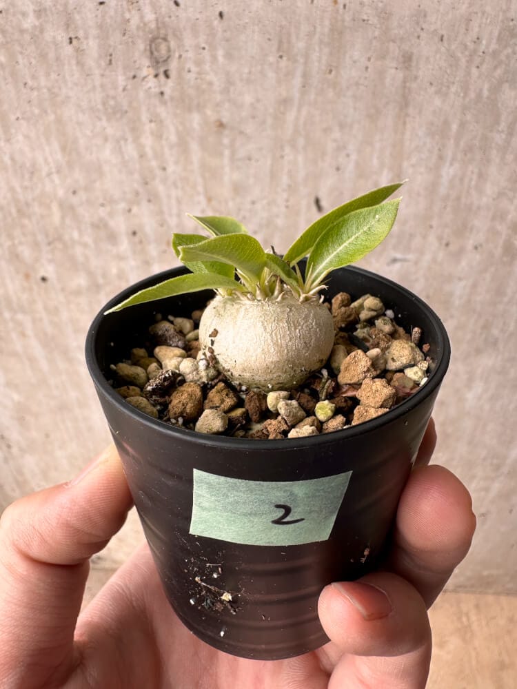 【現品限り】パキポディウム・エニグマチカム【B2】 Pachypodium enigmaticum