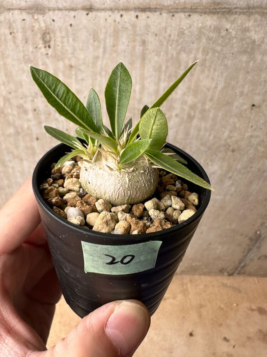 【現品限り】パキポディウム・エニグマチカム【B20】 Pachypodium enigmaticum