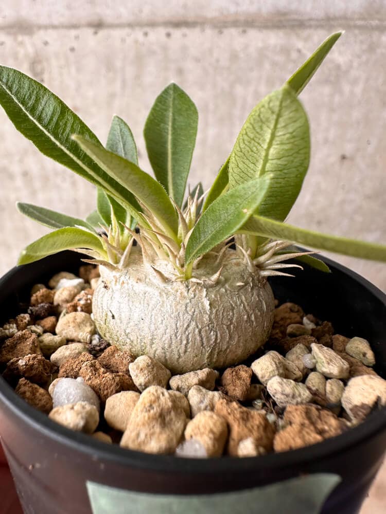【現品限り】パキポディウム・エニグマチカム【B20】 Pachypodium enigmaticum