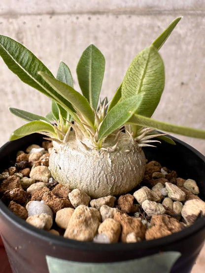 【現品限り】パキポディウム・エニグマチカム【B20】 Pachypodium enigmaticum