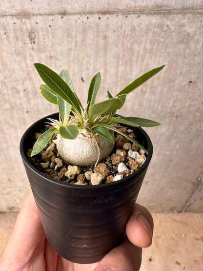 【現品限り】パキポディウム・エニグマチカム【B20】 Pachypodium enigmaticum