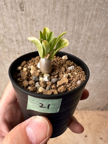 【現品限り】パキポディウム・レアリー【B21】 Pachypodium lealii