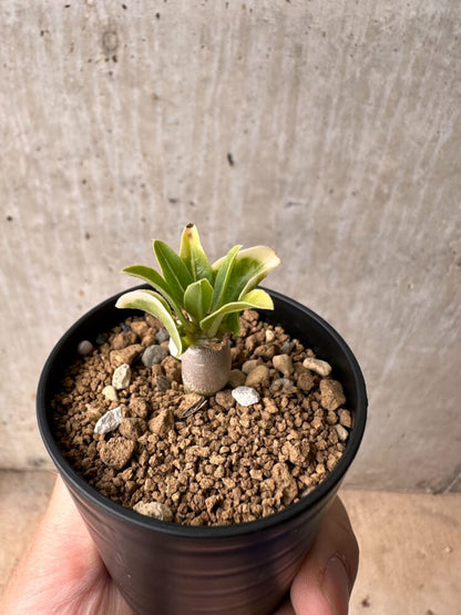 【現品限り】パキポディウム・レアリー【B21】 Pachypodium lealii