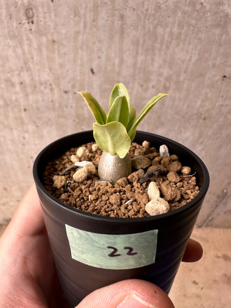 【現品限り】パキポディウム・レアリー【B22】 Pachypodium lealii