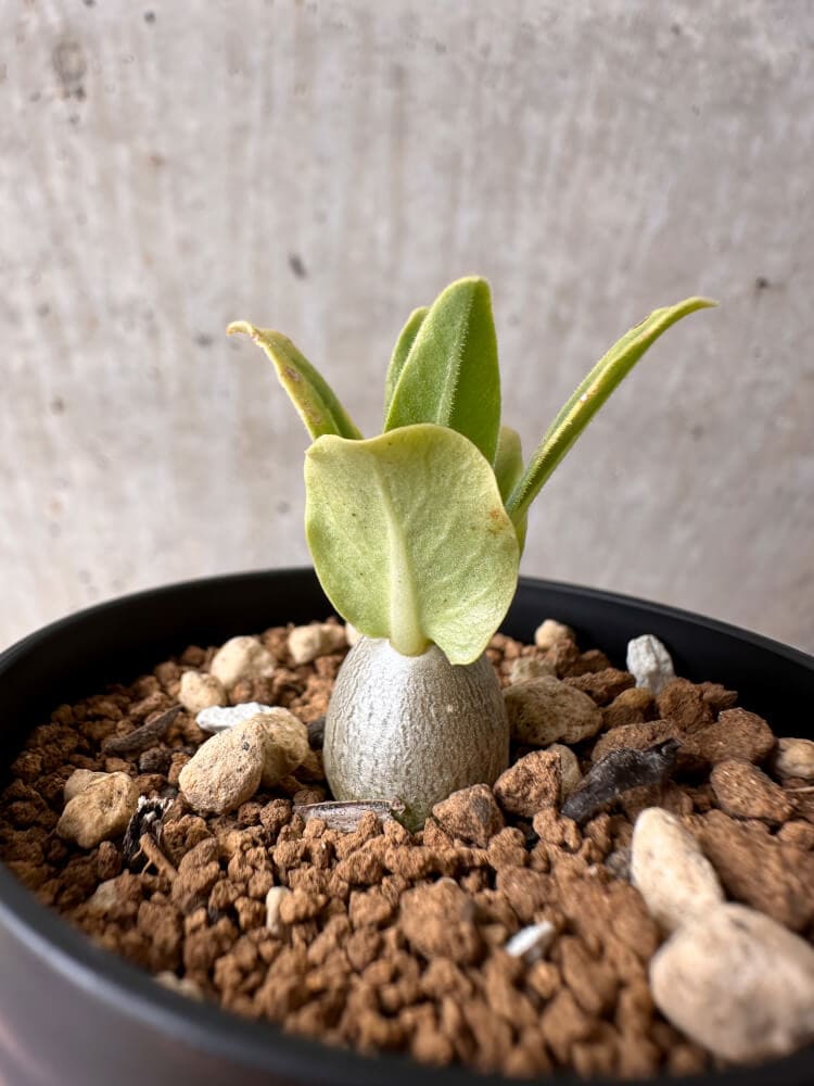 【現品限り】パキポディウム・レアリー【B22】 Pachypodium lealii