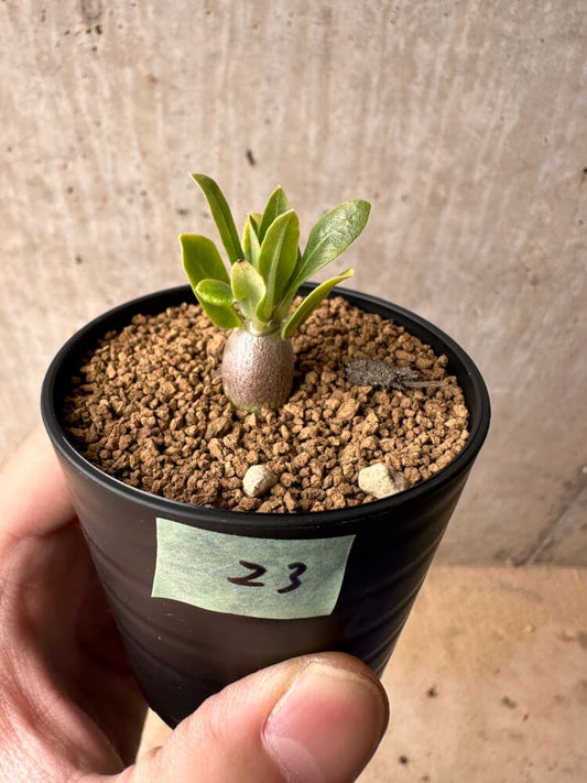 【現品限り】パキポディウム・レアリー【B23】 Pachypodium lealii