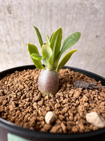 【現品限り】パキポディウム・レアリー【B23】 Pachypodium lealii