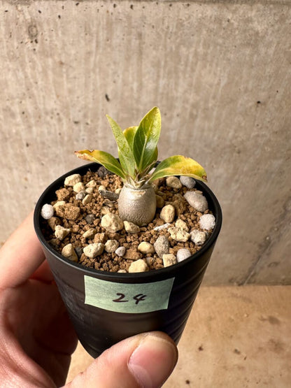 【現品限り】パキポディウム・レアリー【B24】 Pachypodium lealii