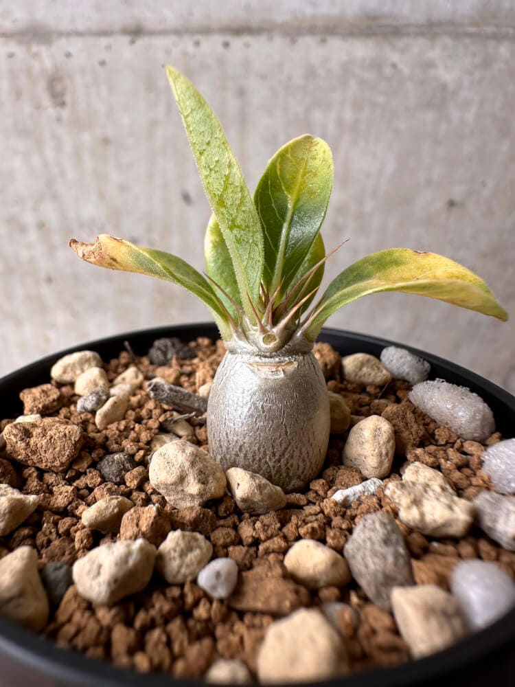 【現品限り】パキポディウム・レアリー【B24】 Pachypodium lealii