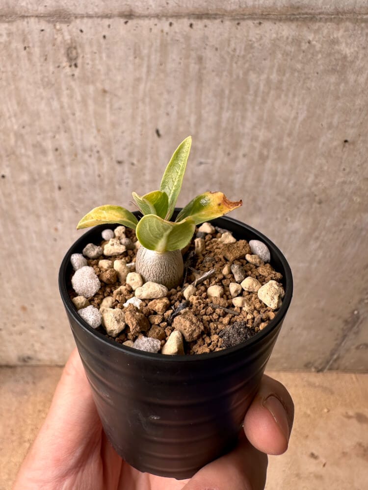 【現品限り】パキポディウム・レアリー【B24】 Pachypodium lealii