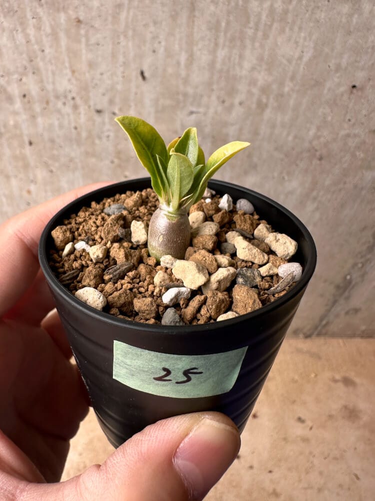 【現品限り】パキポディウム・レアリー【B25】 Pachypodium lealii