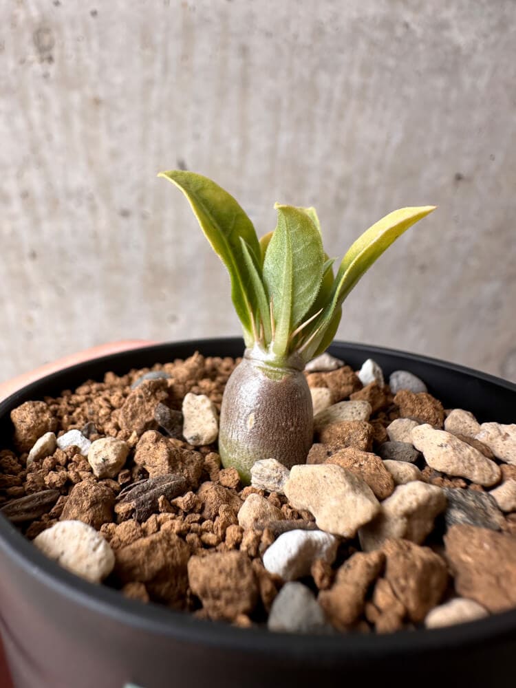 【現品限り】パキポディウム・レアリー【B25】 Pachypodium lealii