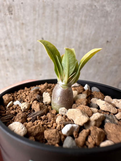 【現品限り】パキポディウム・レアリー【B25】 Pachypodium lealii