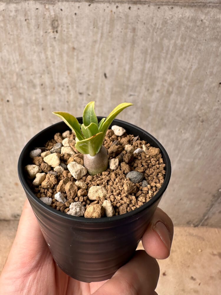 【現品限り】パキポディウム・レアリー【B25】 Pachypodium lealii