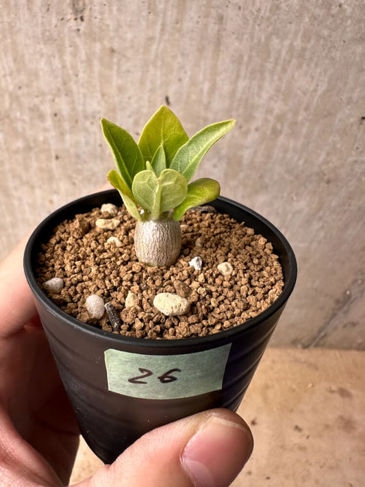 【現品限り】パキポディウム・レアリー【B26】 Pachypodium lealii