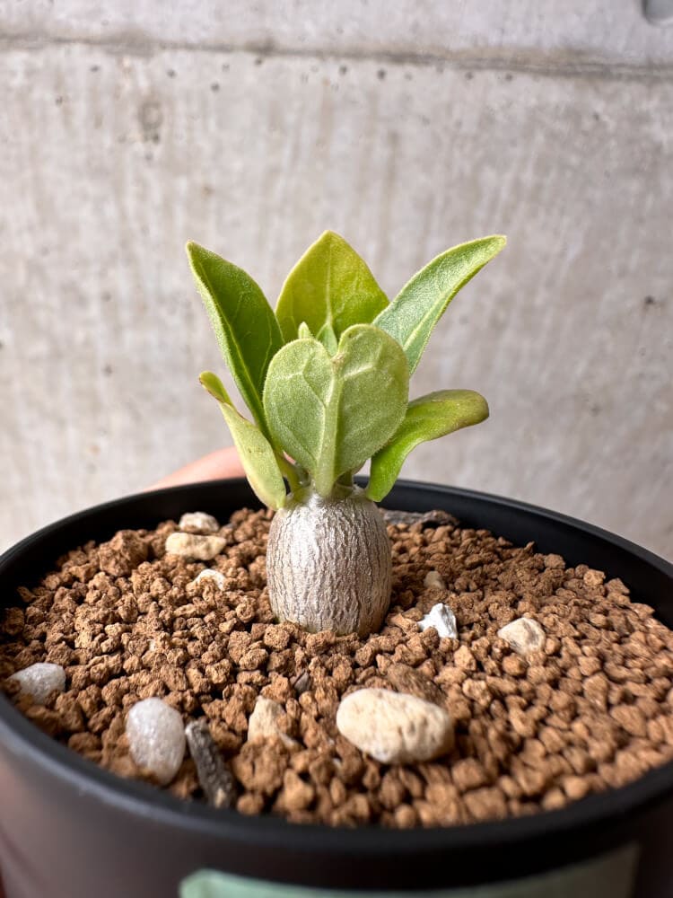 【現品限り】パキポディウム・レアリー【B26】 Pachypodium lealii