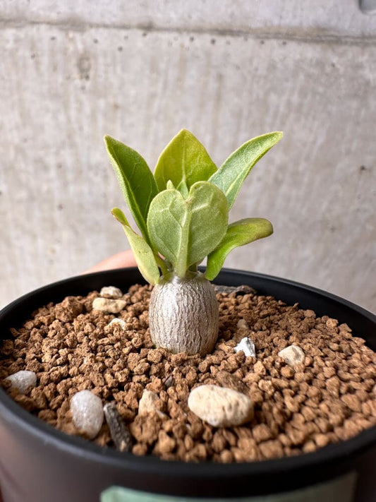 【現品限り】パキポディウム・レアリー【B26】 Pachypodium lealii