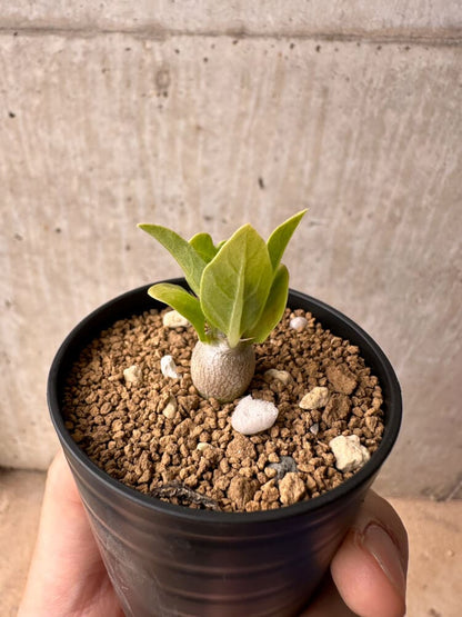 【現品限り】パキポディウム・レアリー【B26】 Pachypodium lealii