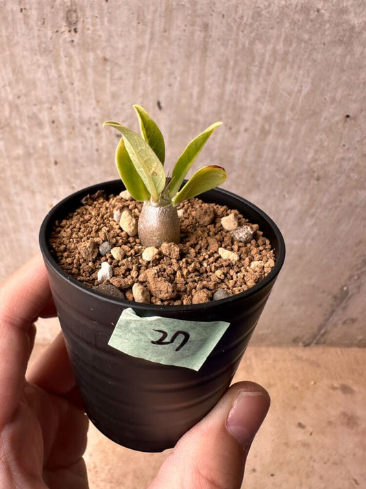 【現品限り】パキポディウム・レアリー【B27】 Pachypodium lealii