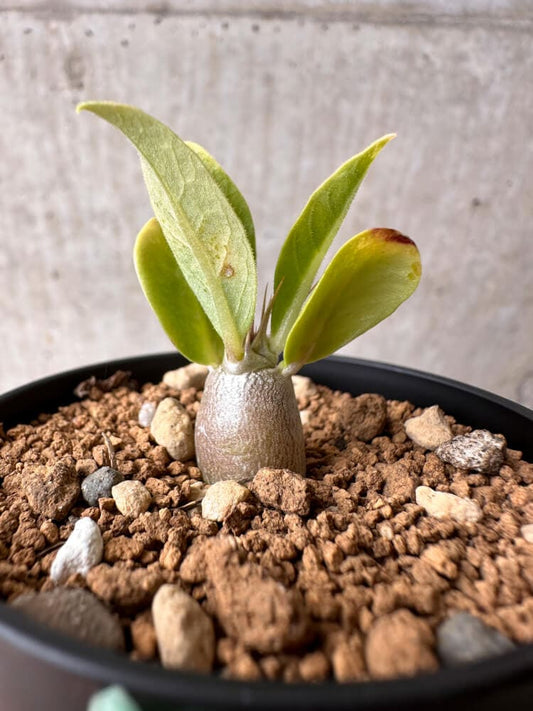 【現品限り】パキポディウム・レアリー【B27】 Pachypodium lealii