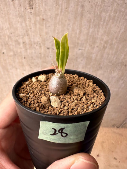 【現品限り】パキポディウム・レアリー【B28】 Pachypodium lealii