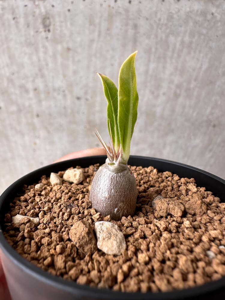 【現品限り】パキポディウム・レアリー【B28】 Pachypodium lealii
