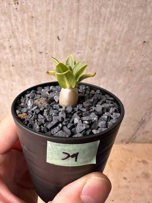 【現品限り】パキポディウム・レアリー【B29】 Pachypodium lealii