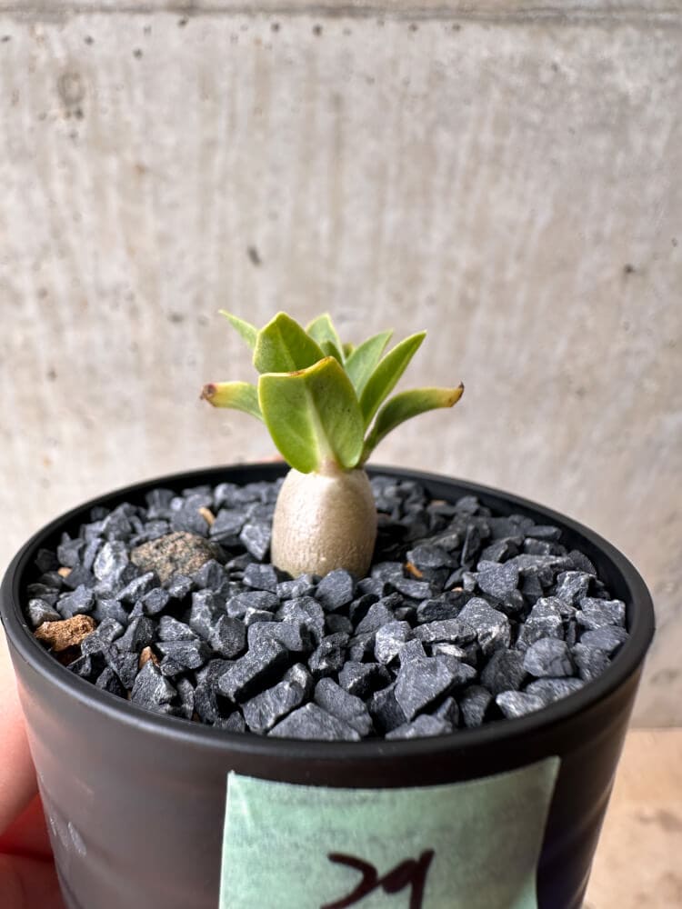【現品限り】パキポディウム・レアリー【B29】 Pachypodium lealii