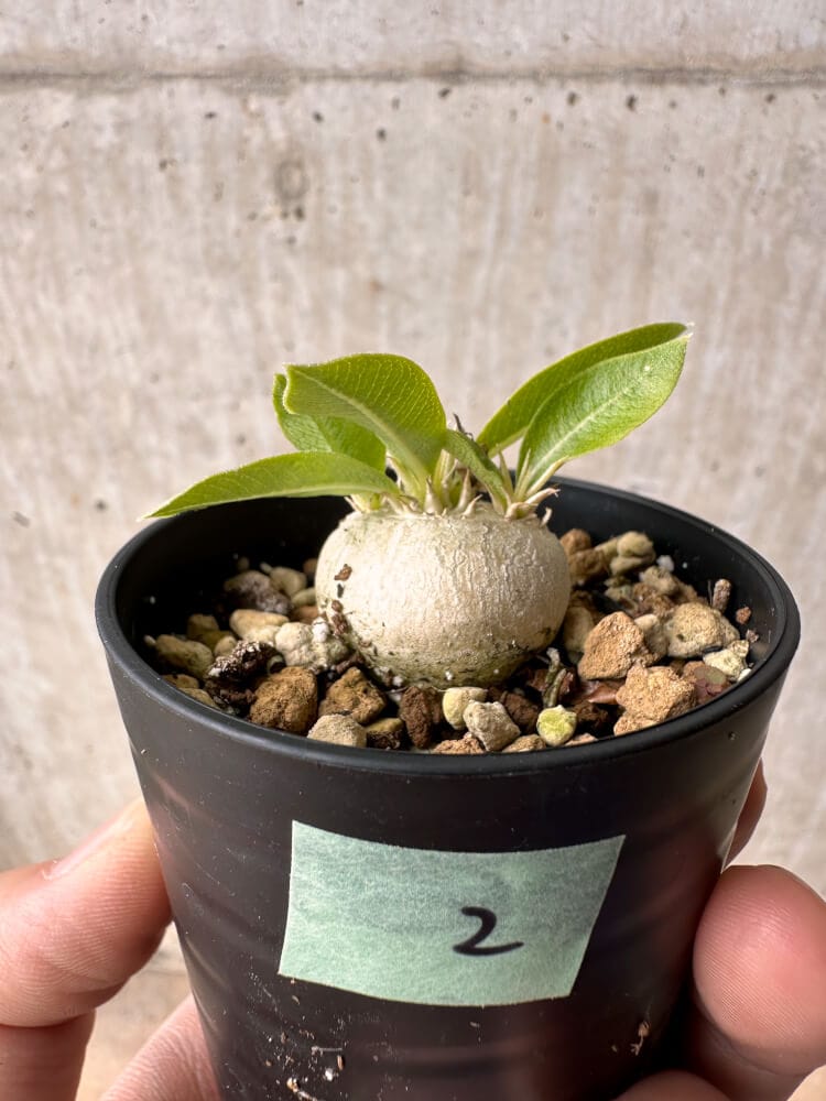 現品限り】パキポディウム・エニグマチカム【B2】 Pachypodium