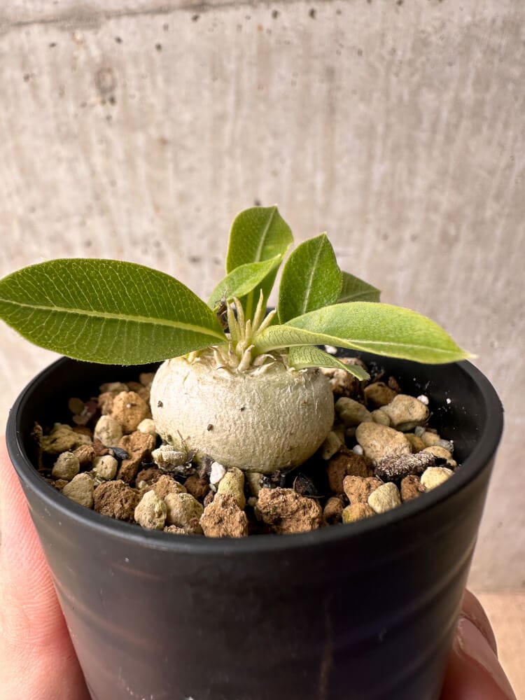 【現品限り】パキポディウム・エニグマチカム【B2】 Pachypodium enigmaticum