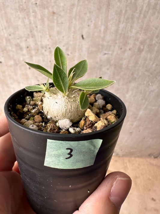 【現品限り】パキポディウム・エニグマチカム【B3】 Pachypodium enigmaticum