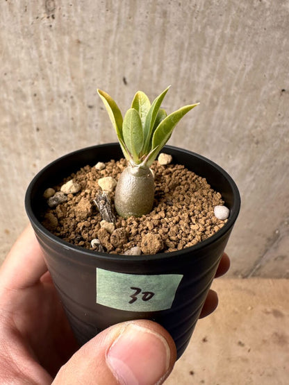 【現品限り】パキポディウム・レアリー【B30】 Pachypodium lealii