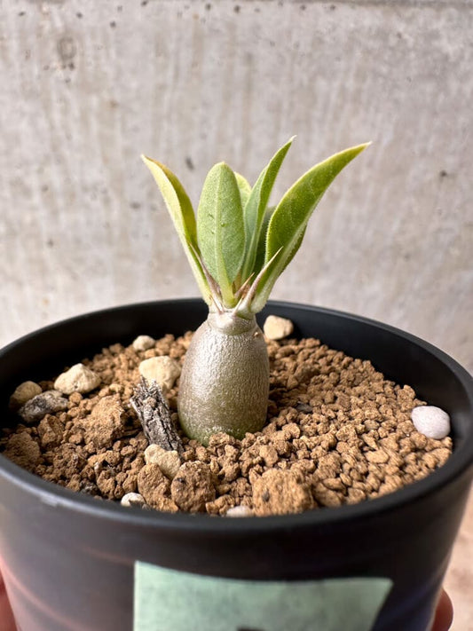 【現品限り】パキポディウム・レアリー【B30】 Pachypodium lealii