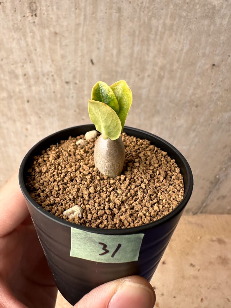 【現品限り】パキポディウム・レアリー【B31】 Pachypodium lealii