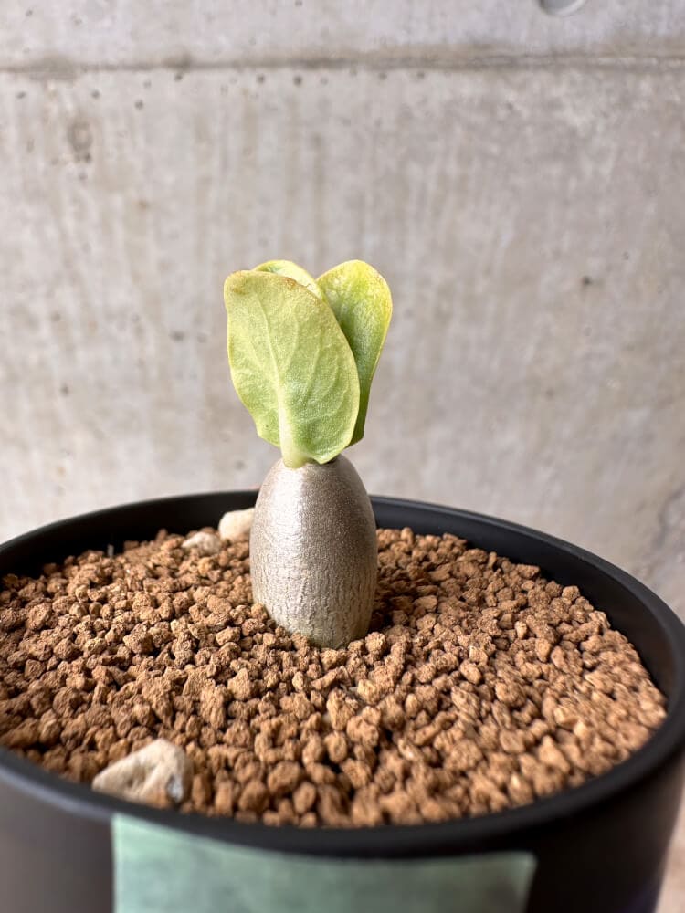 【現品限り】パキポディウム・レアリー【B31】 Pachypodium lealii