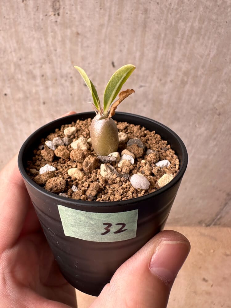 【現品限り】パキポディウム・レアリー【B32】 Pachypodium lealii